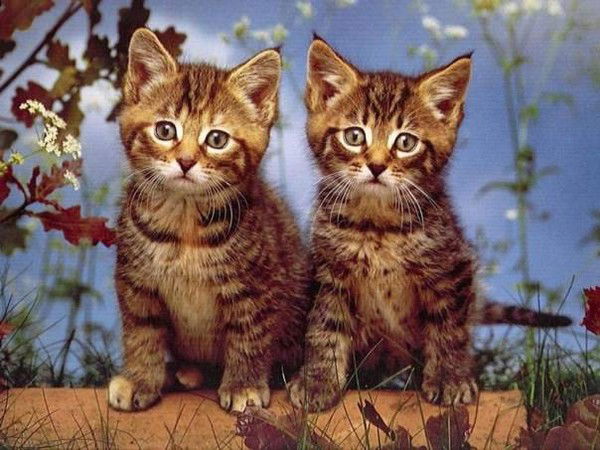 Надежда Мишкович