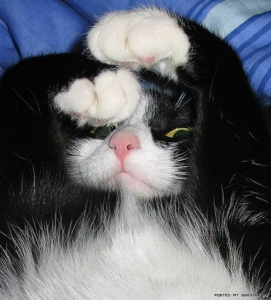 Светлана Доронина