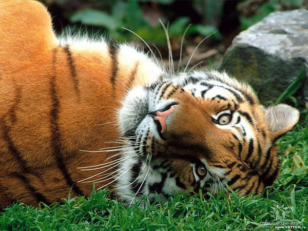 Тимур Ширинов