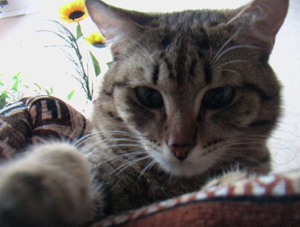 Ирина Тряхова