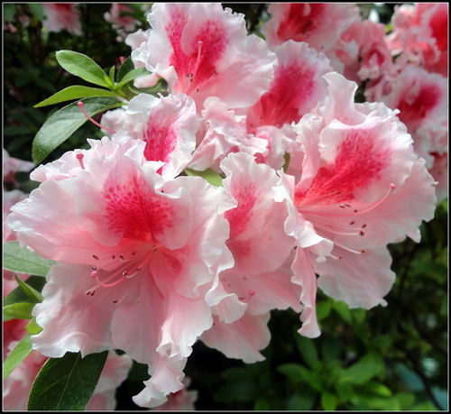 Гуля Грициненко