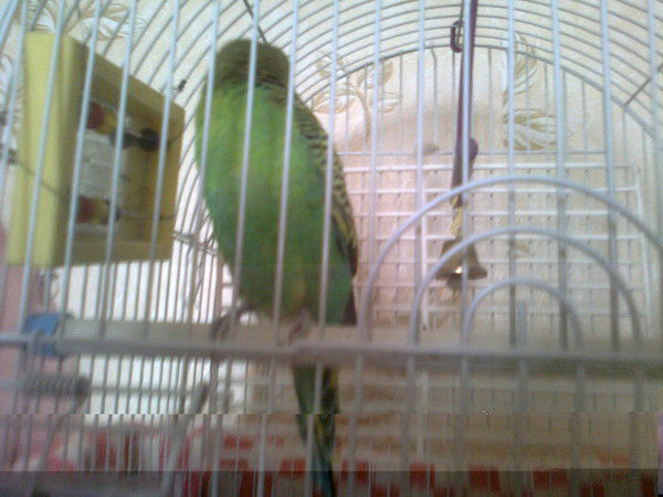 Никита Гусев