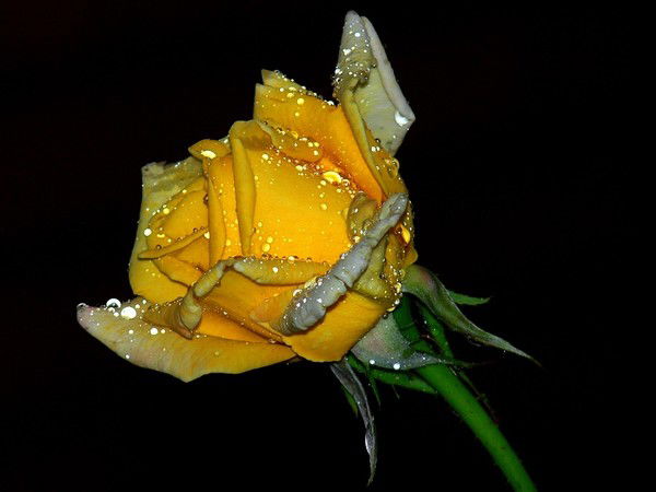 Александр Кудряшов