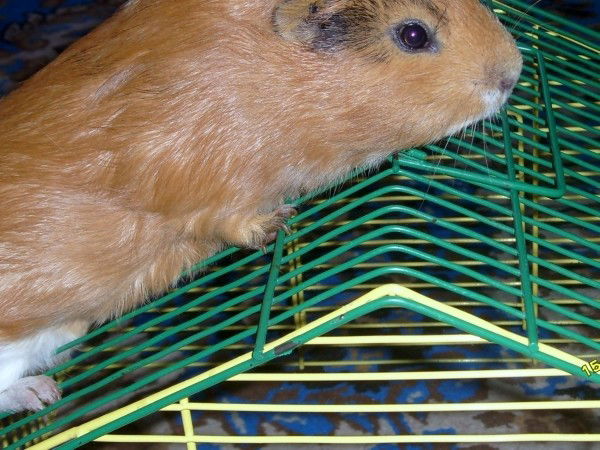 Алина Радзевил