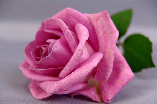 Мария Жарова