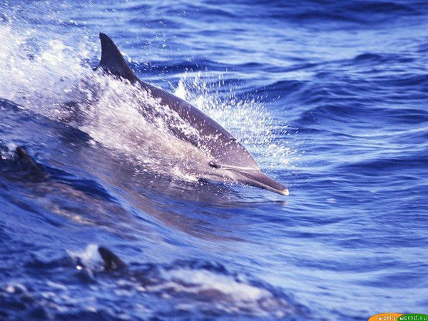 Лейсан Гадиева