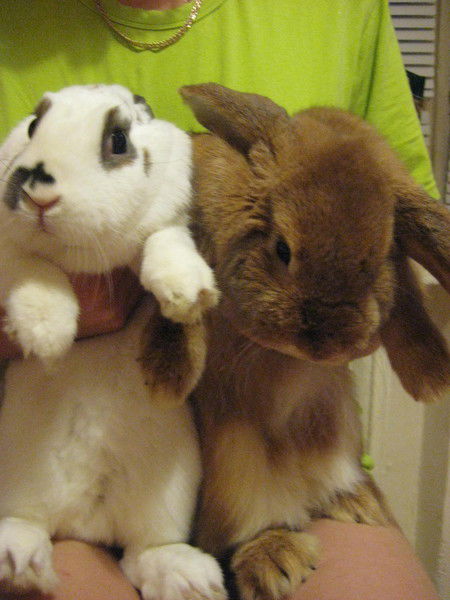 Людмила Проценко