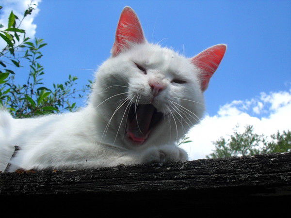 Степан Пилев