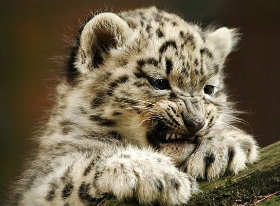 Валера Муратов