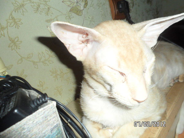 Ольга Терноуцкая