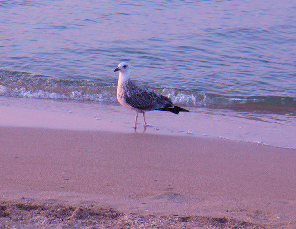 Ольга Зубкова