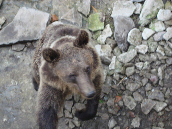 Андрей Носыр