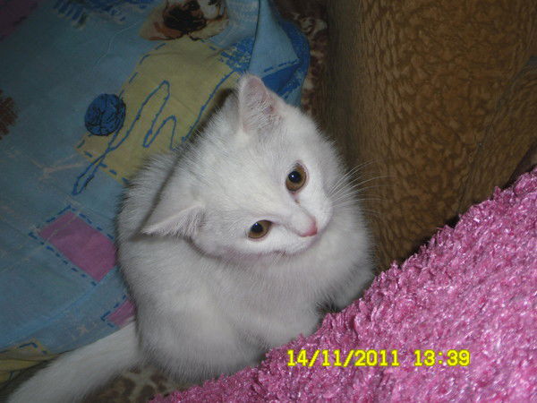 Оля Холодова