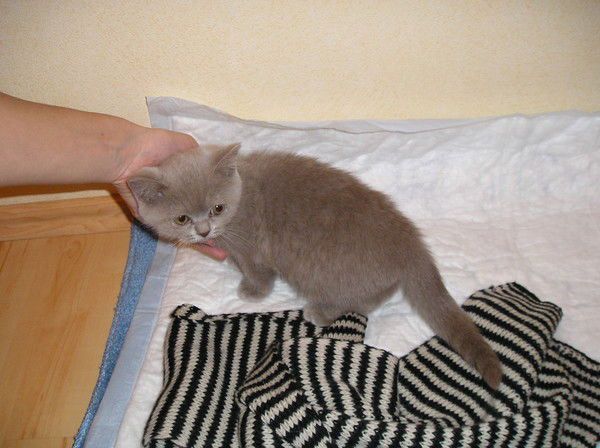 Ирина Ларина