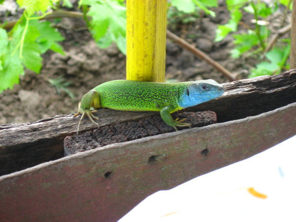 Алексей Муратов