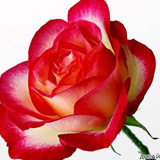 Куляйхан Кабиева