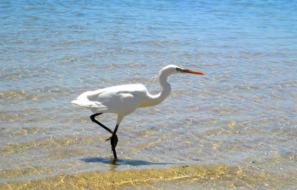 Елена Евстифеева
