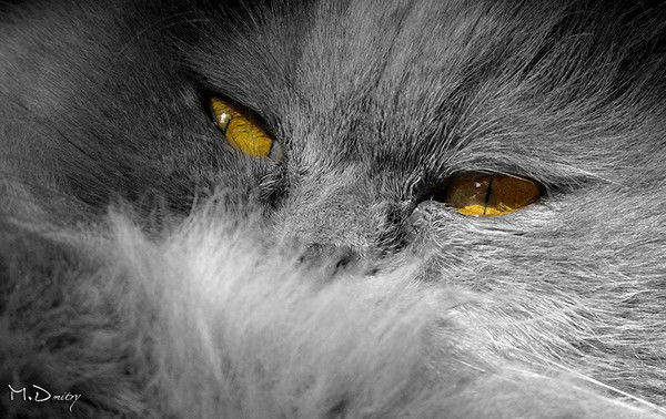 Марина Ростилова