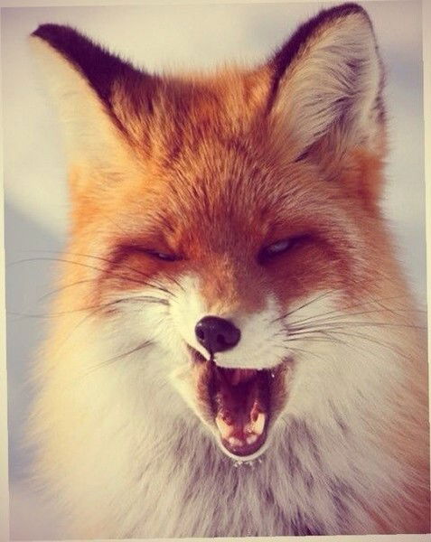 Алиса Молодчикова