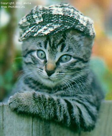 Владимир Лисюра