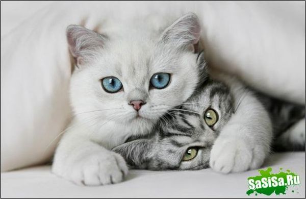 Алёна Никишина