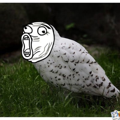 Дима Курицын