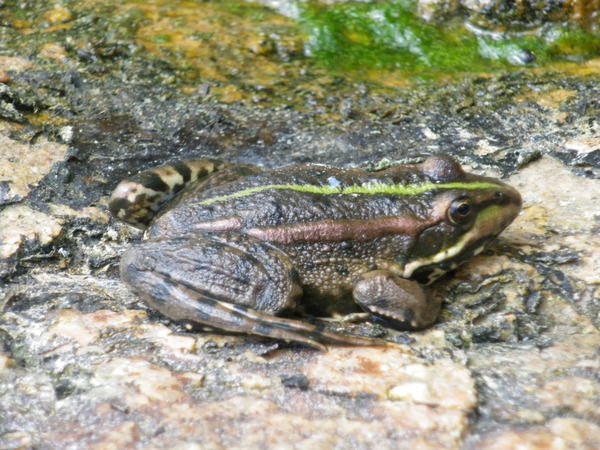 Василий Захаров