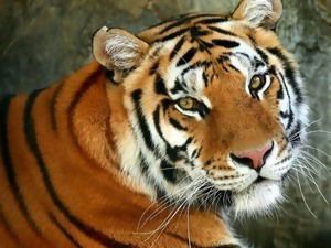 Татьяна Мочалова