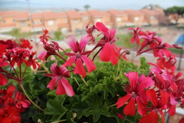 Нурджиган Яфарова