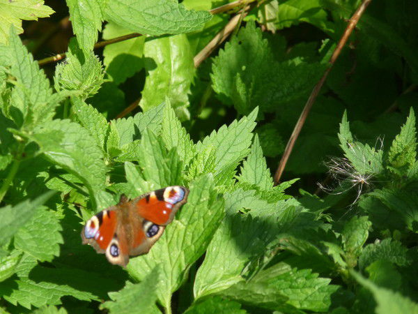 Ирина Садовникова