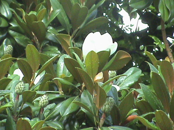 Елена Козыренко