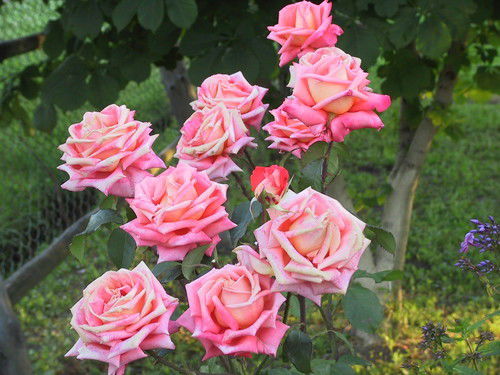 Литвинова Ольга