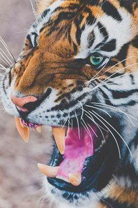 Рустам Ахматдинов