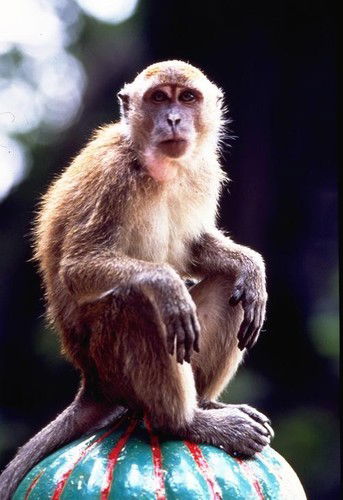 Ольга Белянчева