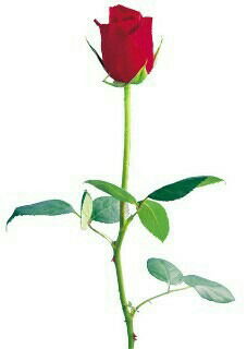 Урмат Бакенов