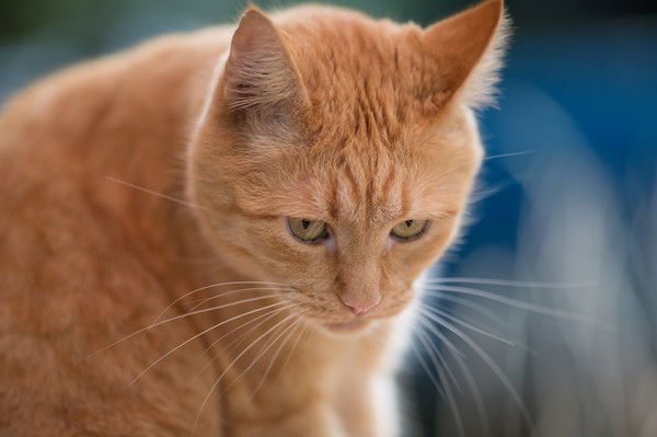 Игорь Беляев