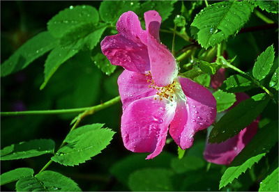 Кумыс Толепбергенова