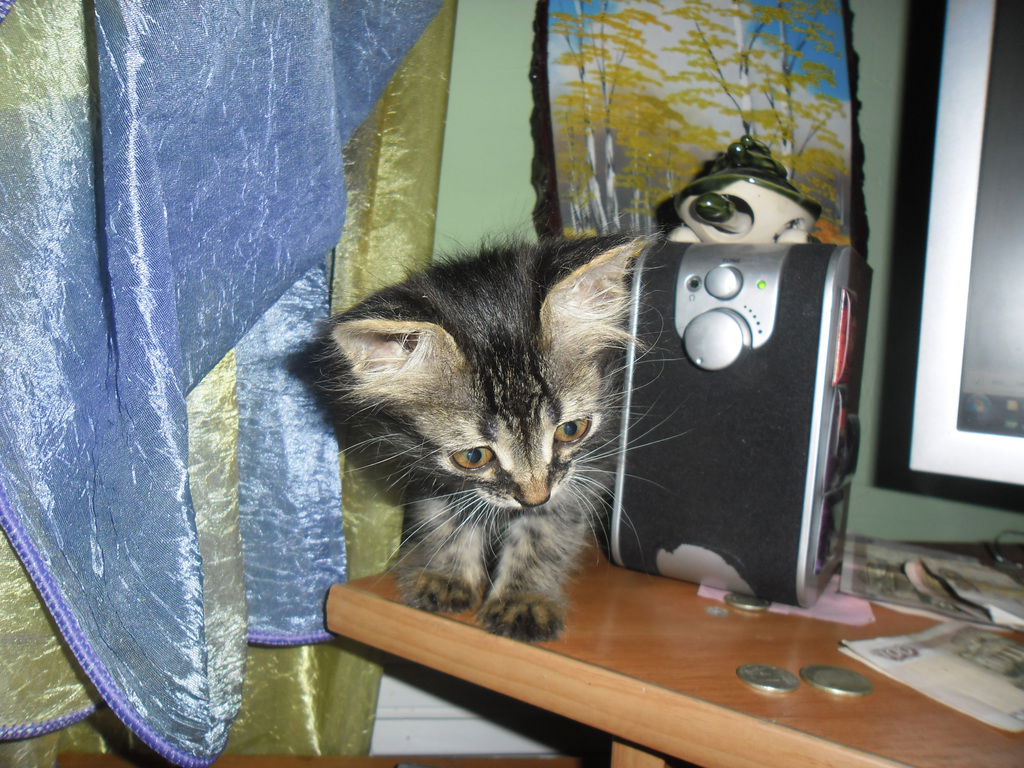 Анастасия Яблокова