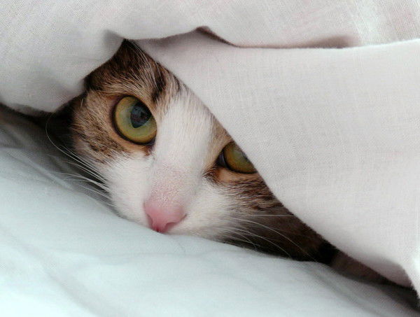 Алексей Хасанов