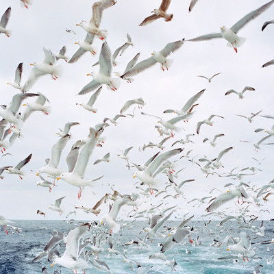 Алла Карпова