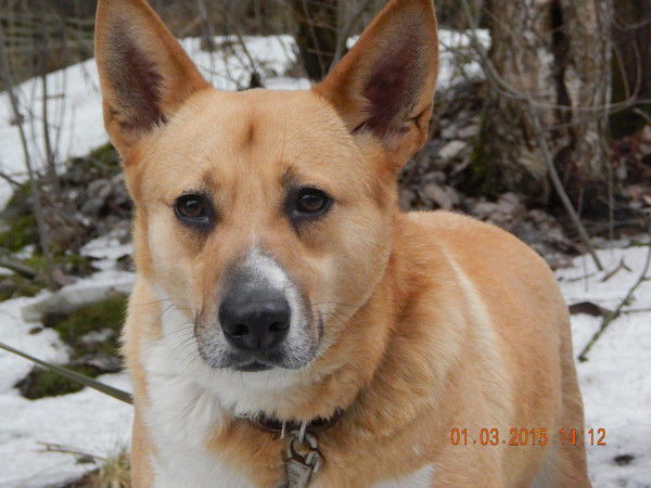 Дарья Передельская