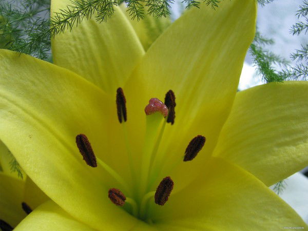 Вера Лунева