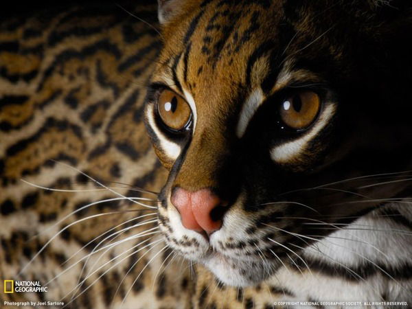 Жанна Покрышкина