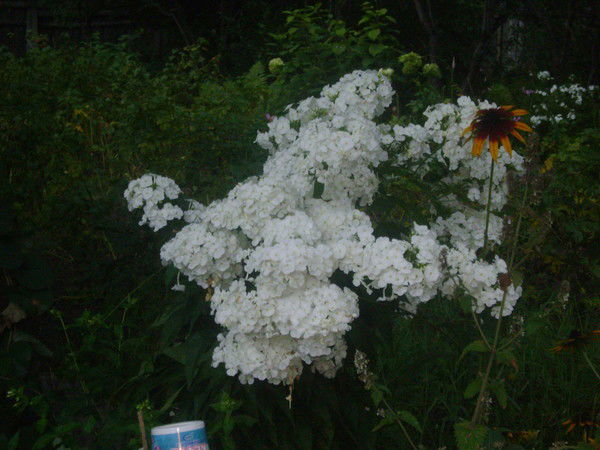 Настя Кощеева