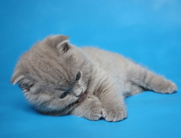 Татьяна Бурцева