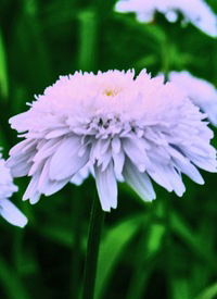 Виктория Матвеева