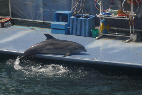 Андрей Попов