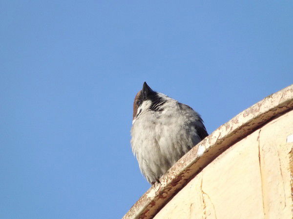 Ждущий Солнце