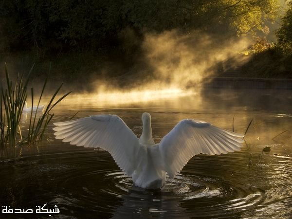 Татьяна Григорьева