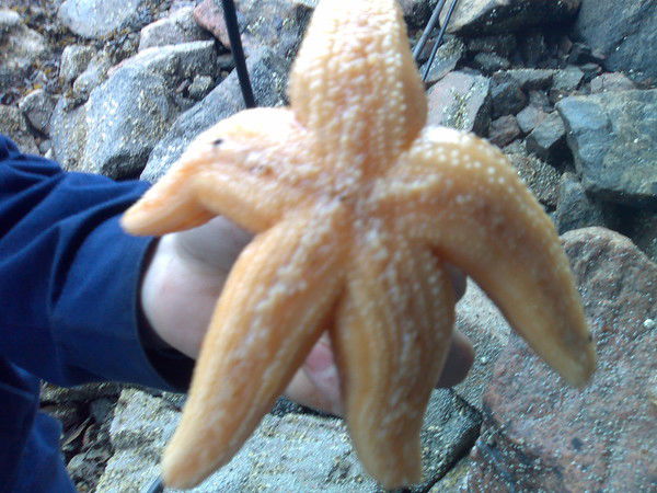 Елена Кирюхина